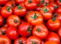 Farmers get a very less amount of Re 1 per kg of tomato at Pathikonda market