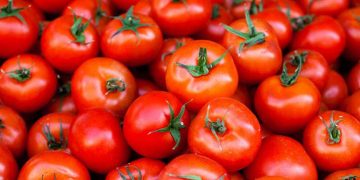 Farmers get a very less amount of Re 1 per kg of tomato at Pathikonda market