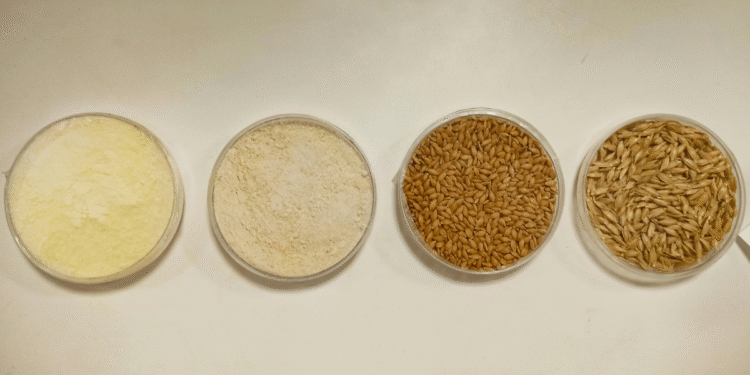 After a good harvest season, reduction of prices in the foodgrain prices seen by 10-15%