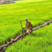 An alternative legislation in Kerala for farmers