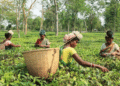 As Kenyan tea floods global market, Indian planters hope for price recovery at home