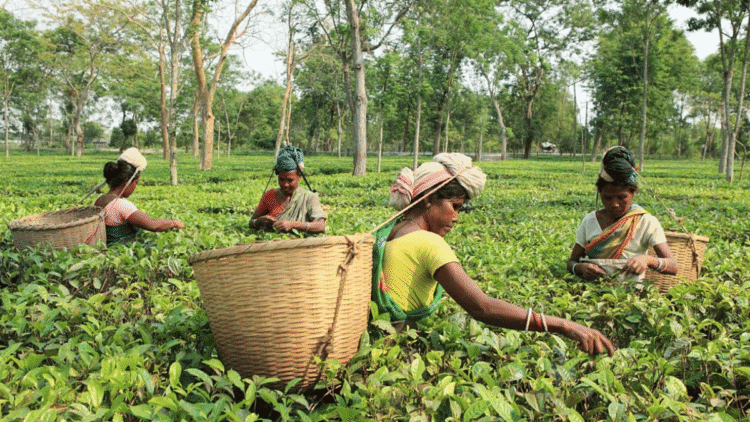 As Kenyan tea floods global market, Indian planters hope for price recovery at home