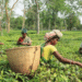 As Kenyan tea floods global market, Indian planters hope for price recovery at home
