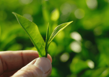 Bengal tea planters look forward to bumper ‘first flush’ leaves after heavy showers