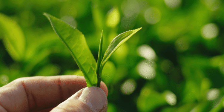 Bengal tea planters look forward to bumper ‘first flush’ leaves after heavy showers