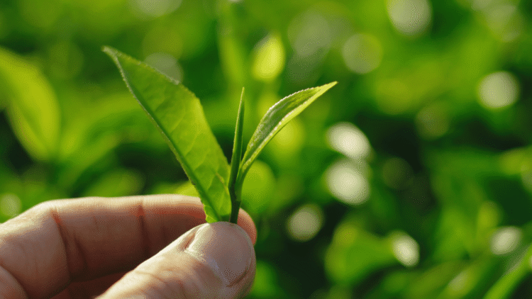 Bengal tea planters look forward to bumper ‘first flush’ leaves after heavy showers