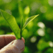 Bengal tea planters look forward to bumper ‘first flush’ leaves after heavy showers
