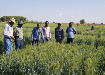 CSIR-IHBT Faculty to work on producing heat tolerant wheat varieties