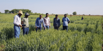 CSIR-IHBT Faculty to work on producing heat tolerant wheat varieties