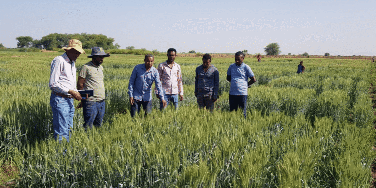 CSIR-IHBT Faculty to work on producing heat tolerant wheat varieties