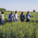 CSIR-IHBT Faculty to work on producing heat tolerant wheat varieties