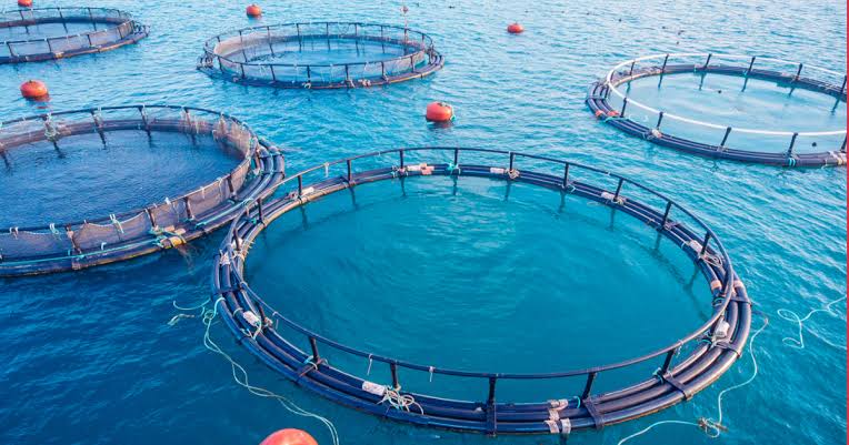 FIAPO detects lead, cadmium in aqua farms of 10 states - The Agrotech Daily