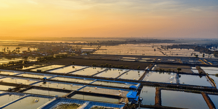 FIAPO detects lead, cadmium in aqua farms of 10 states