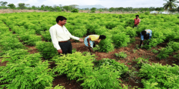 Farmers' body FAIFA demanded PM to withdraw bill on cigarette and tobacco