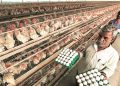 Haryana poultry farmers faces loss because of the rising bird flu threat