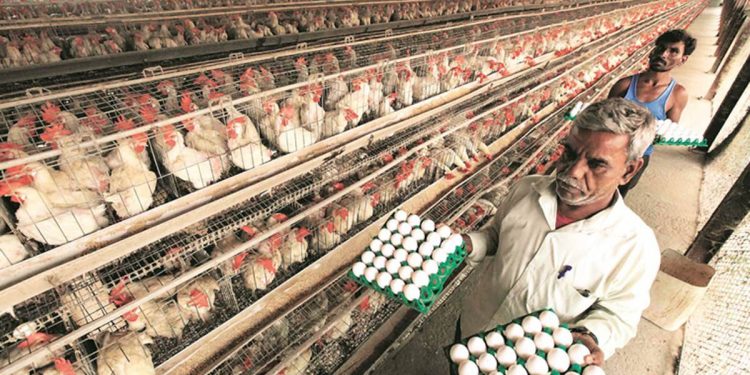 Haryana poultry farmers faces loss because of the rising bird flu threat