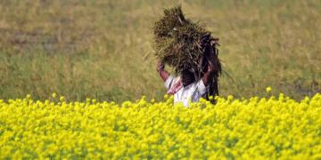 The sowing of Rabi crops touched a new record of 67.5 million hectares