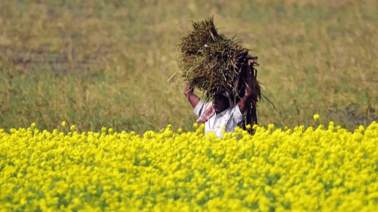 The sowing of Rabi crops touched a new record of 67.5 million hectares