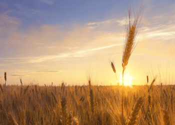 Tripura in an attempt to boost the economy, set to buy 20,000 MT paddy at MSP