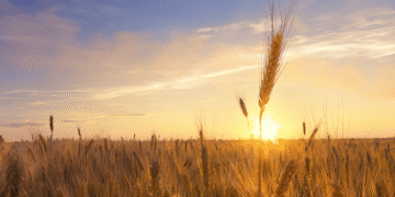 Tripura in an attempt to boost the economy, set to buy 20,000 MT paddy at MSP