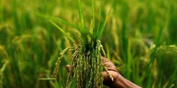 Agriculture ministry to expand area of cultivation by 50% for Zaid crops