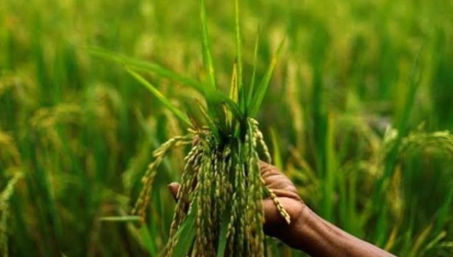 Agriculture ministry to expand area of cultivation by 50% for Zaid crops