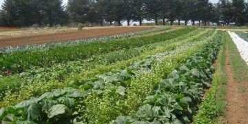 900 farmers to be trained in green farming techniques