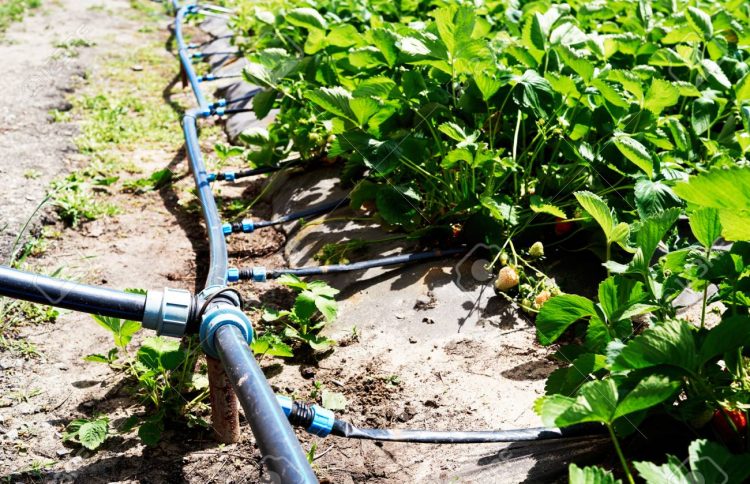 Drip irrigation system on strawberry filed in farm, close up. Strawberry bushes with green leaves growing in garden, copy space. Natural background. Agriculture, healthy food concept