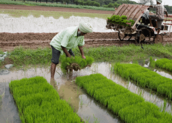 Centre buys paddy at MSP benefitting around 93.93 lakh farmers so far into the Kharif season