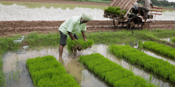 Centre buys paddy at MSP benefitting around 93.93 lakh farmers so far into the Kharif season
