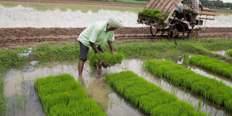 Centre buys paddy at MSP benefitting around 93.93 lakh farmers so far into the Kharif season