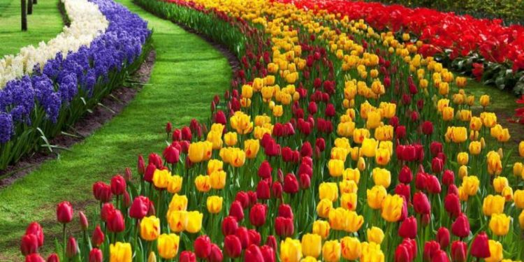 Floriculture still recovering from losses caused by Covid-19 lockdown