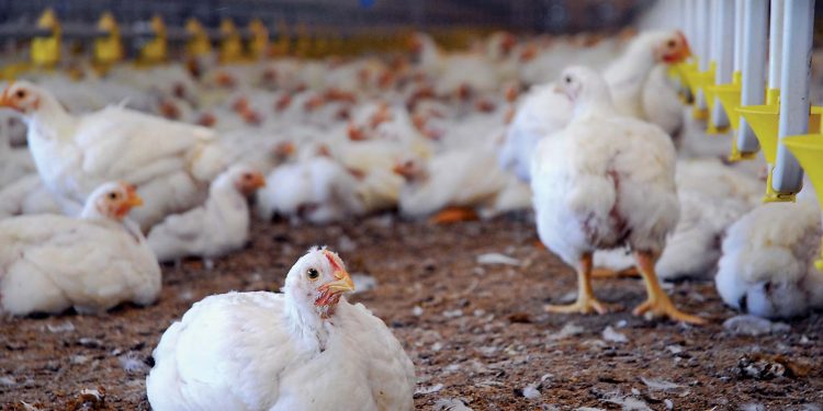 Bird Flu impact on a declining slope in Maharashtra: chicken consumption back to normal