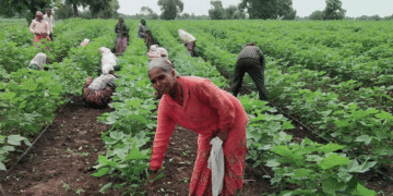 Farmers in Maharashtra prefer cheap and low quality drip irrigation sets better than the subsidized high quality ones