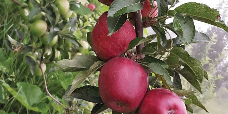 Farmers Protest stir in HP: apple farmers demand repeal of the Centre farm laws