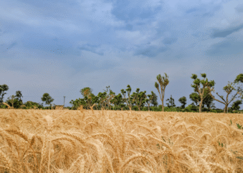 Additional irrigation to be needed for the rising temperatures to protect the wheat plants in Punjab