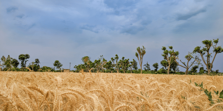 Additional irrigation to be needed for the rising temperatures to protect the wheat plants in Punjab