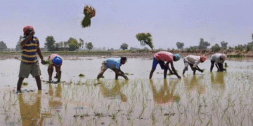 Farmers highlighted ‘adulterated’ cabbage seeds; Gujarat government emphasized that the firms should compensate