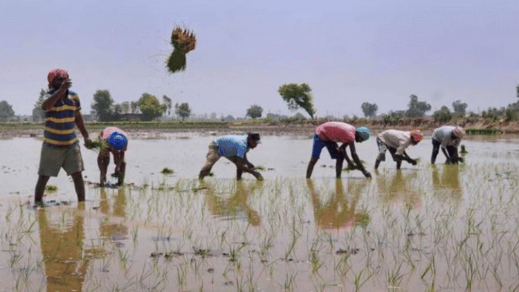 Farmers highlighted ‘adulterated’ cabbage seeds; Gujarat government emphasized that the firms should compensate
