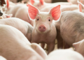 Malaysia to cull 3000 pigs after discovery of African swine fever