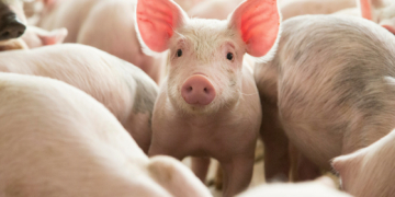 Malaysia to cull 3000 pigs after discovery of African swine fever