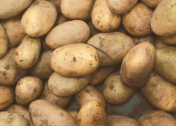 Potato prices on a all time low of Rs 5-6/kg in both producing and consuming areas