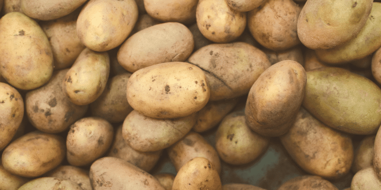 Potato prices on a all time low of Rs 5-6/kg in both producing and consuming areas