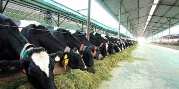 Telangana to release the due amount of pending arrears to dairy farmers