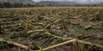 Rain and hailstorm destroyed crops on a area of 35K hectares in Jhajjar district