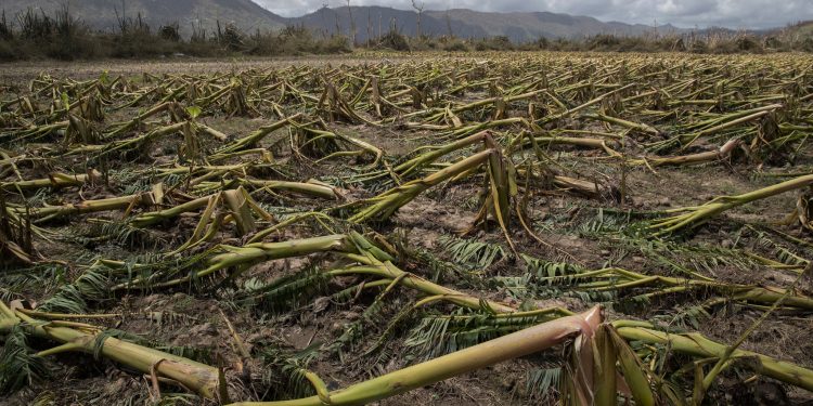 Rain and hailstorm destroyed crops on a area of 35K hectares in Jhajjar district