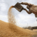 RBI has cleared over Rs 21,000 crore towards CCL for wheat procurement in Punjab