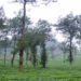 Agroforestry In India.