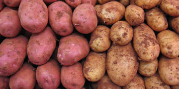 The International Potato Center (CIP) ; 50 Years OF Attainment