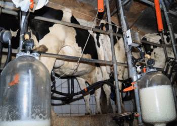 A Surge In Milk Production In India
